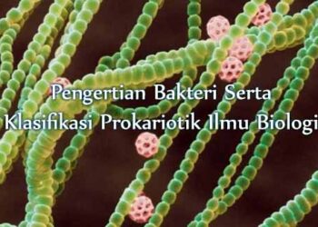 Pengertian Bakteri Serta Klasifikasi Prokariotik Ilmu Biologi