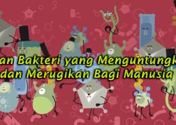 Peran Bakteri yang Menguntungkan dan Merugikan Bagi Manusia