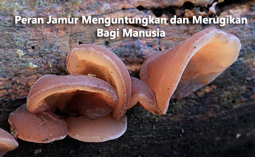 Peran Menguntungkan dan Merugikan Jamur Bagi Manusia