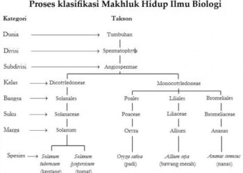 Proses Klasifikasi Makhluk Hidup Pada Ilmu Biologi