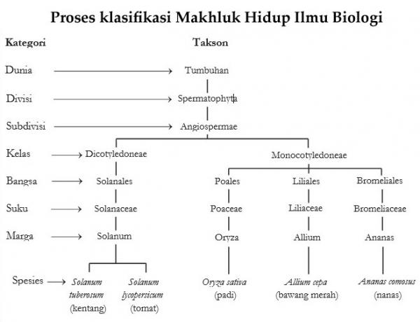 Proses Klasifikasi Makhluk Hidup Pada Ilmu Biologi