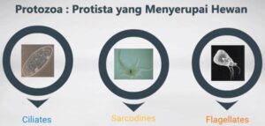 Protozoa : Protista yang Menyerupai Hewan