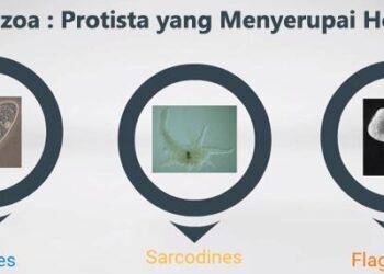 Protozoa : Protista yang Menyerupai Hewan