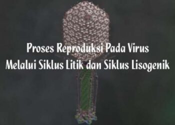 Reproduksi Pada Virus Materi Biologi